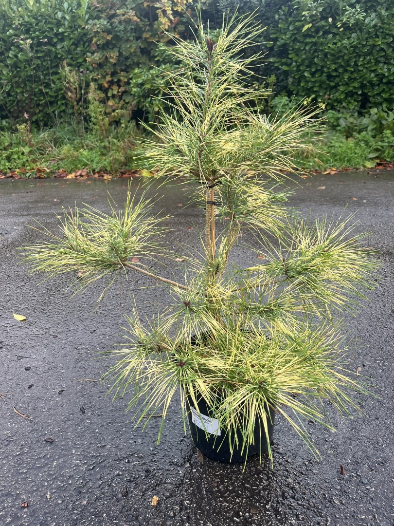 Japanese Red Pine 'Golden Ghost' 60/80cm (5L) - Image 8