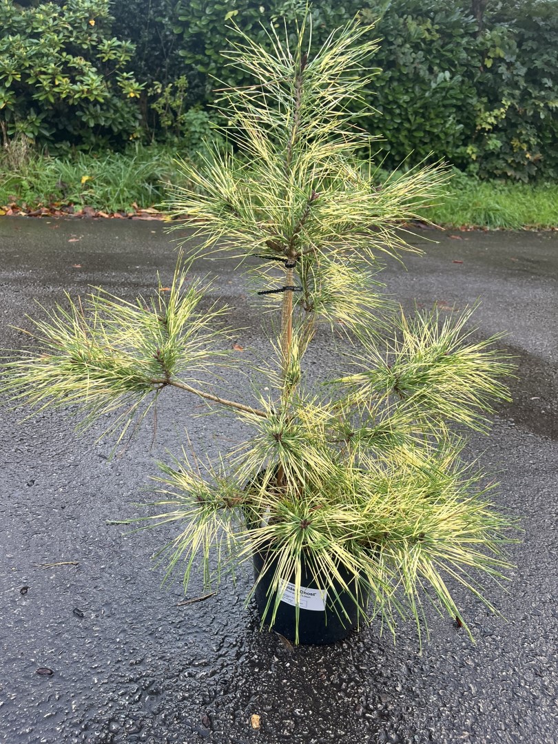 Japanese Red Pine 'Golden Ghost' 60/80cm (5L) - Image 5