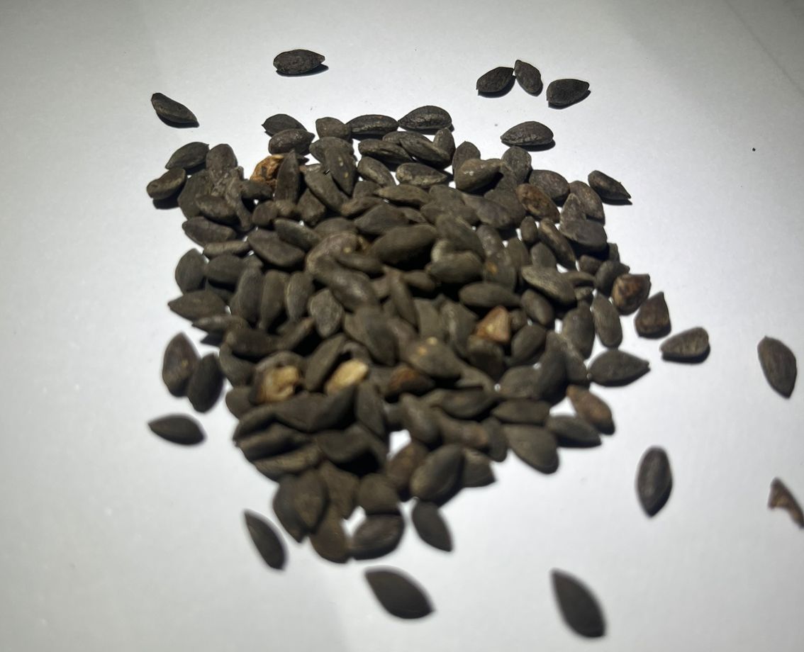 Pinus halepensis - Aleppo / Jerusalem Pine Seeds