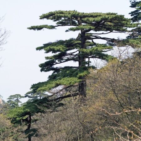 Huangshan Pine Seeds