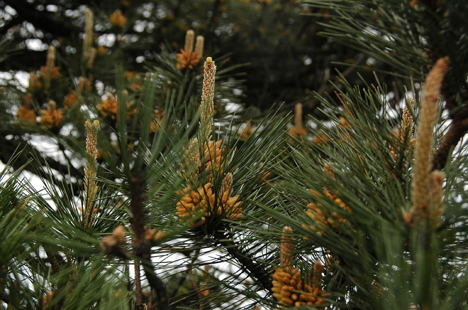 Huangshan Pine Seeds - Image 2