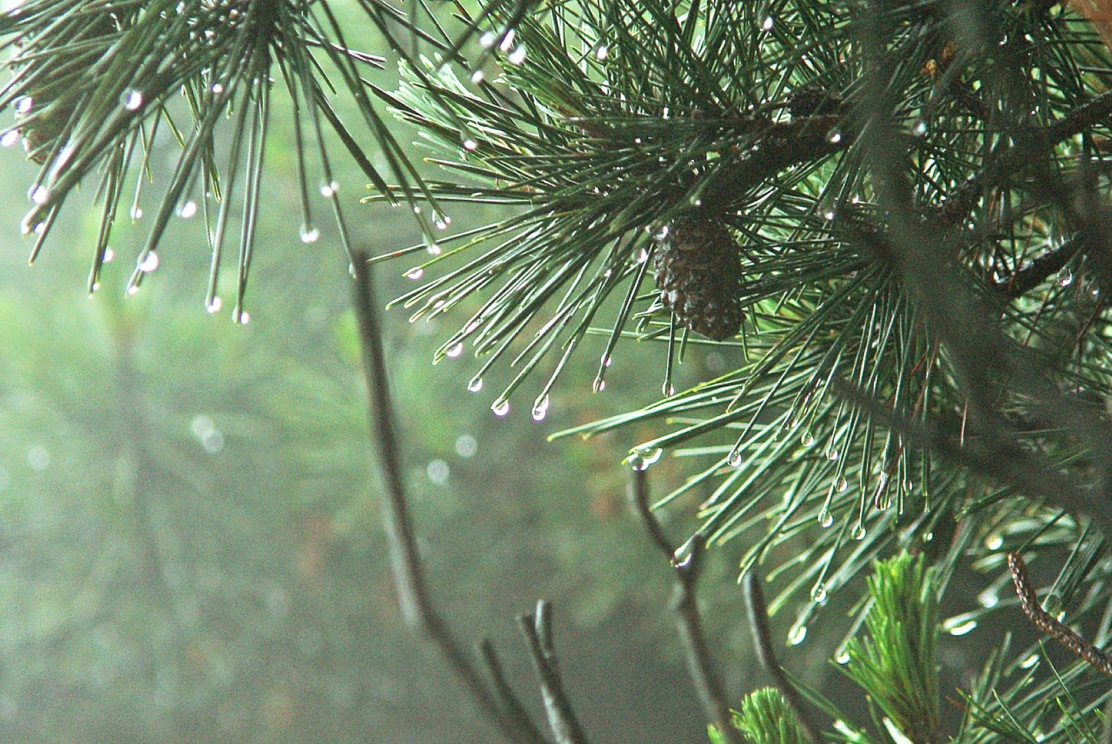 Huangshan Pine Seeds - Image 3