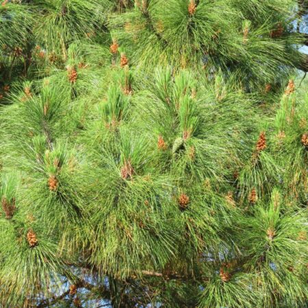 Smooth-bark Mexican Pine Seeds