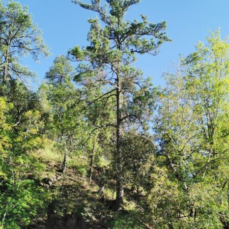Southwestern White Pine Seeds