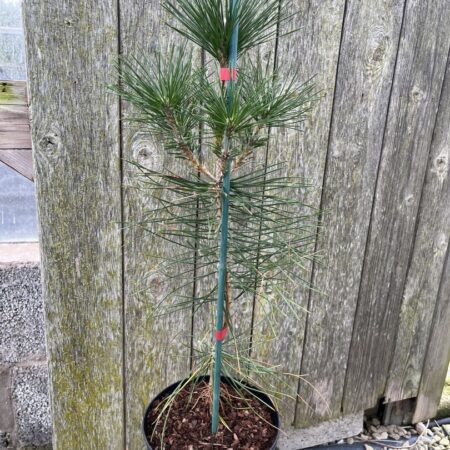 Japanese Black Pine 60/80cm (5L)