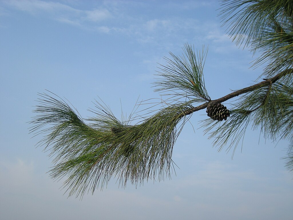 Chinese Red Pine / Masson's Pine 20/40cm (2L) - Image 3