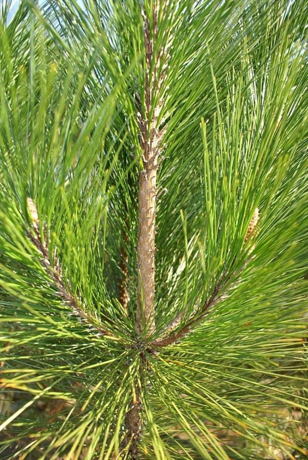 Chinese Red Pine / Masson's Pine 20/40cm (2L) - Image 6