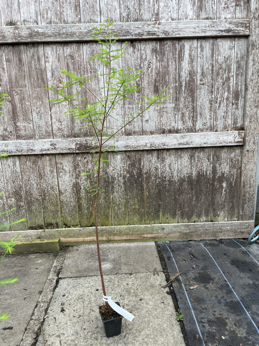 Swamp Cypress Tree 80/100cm