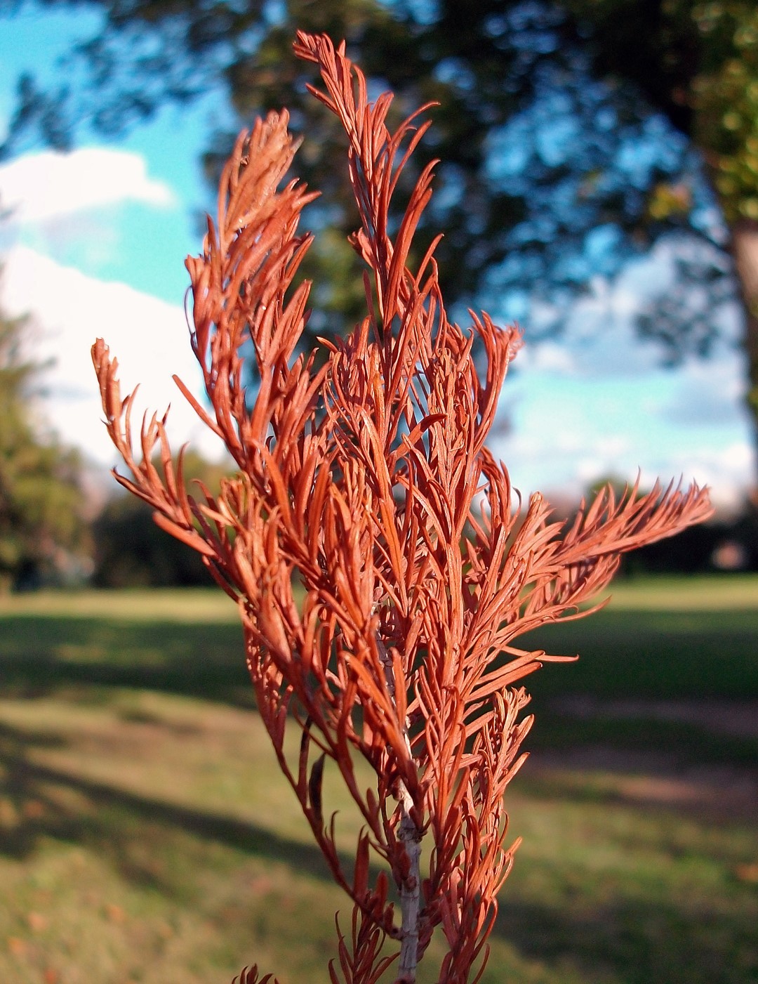 Taxodium distichum - Swamp Cypress