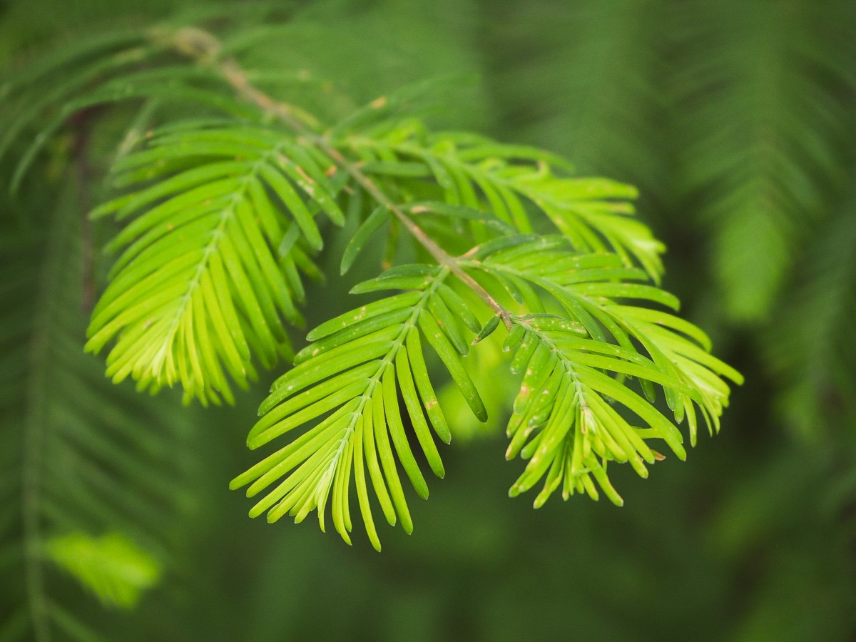 Swamp Cypress Tree 80/100cm - Image 7