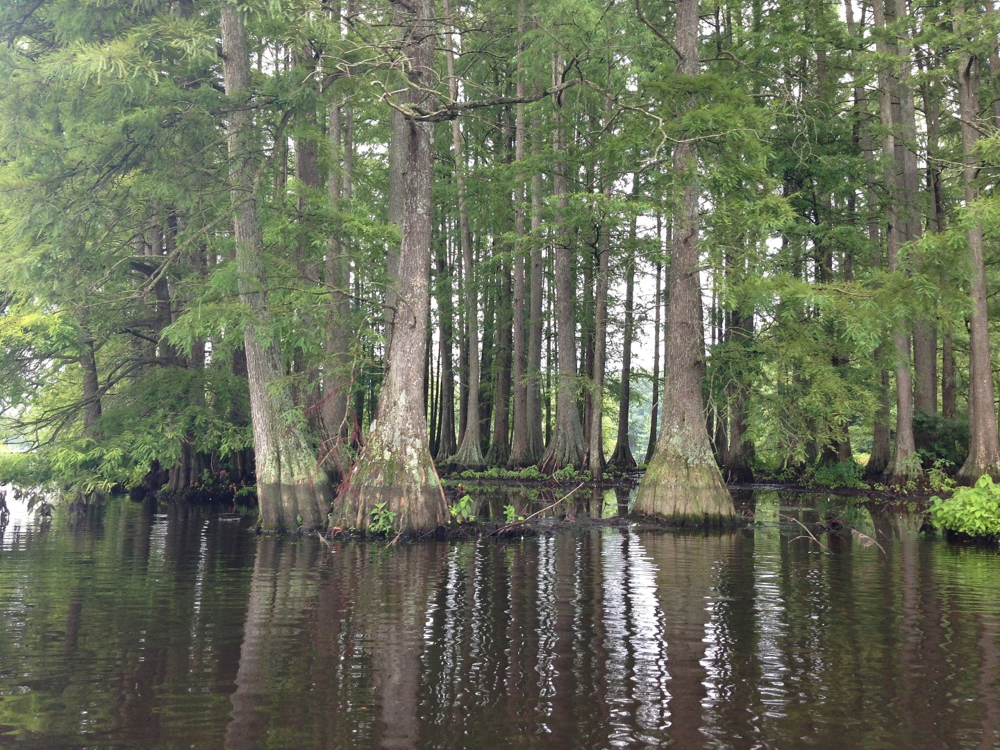 Taxodium distichum - Swamp Cypress