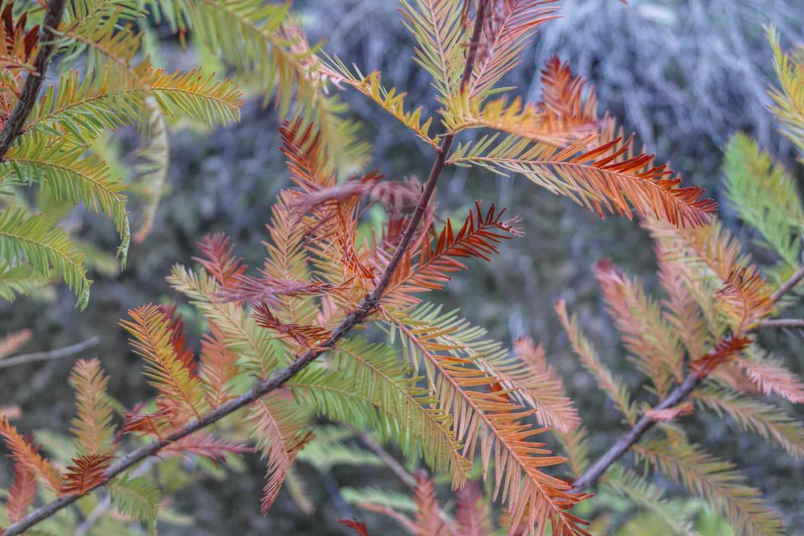 Taxodium distichum - Swamp Cypress