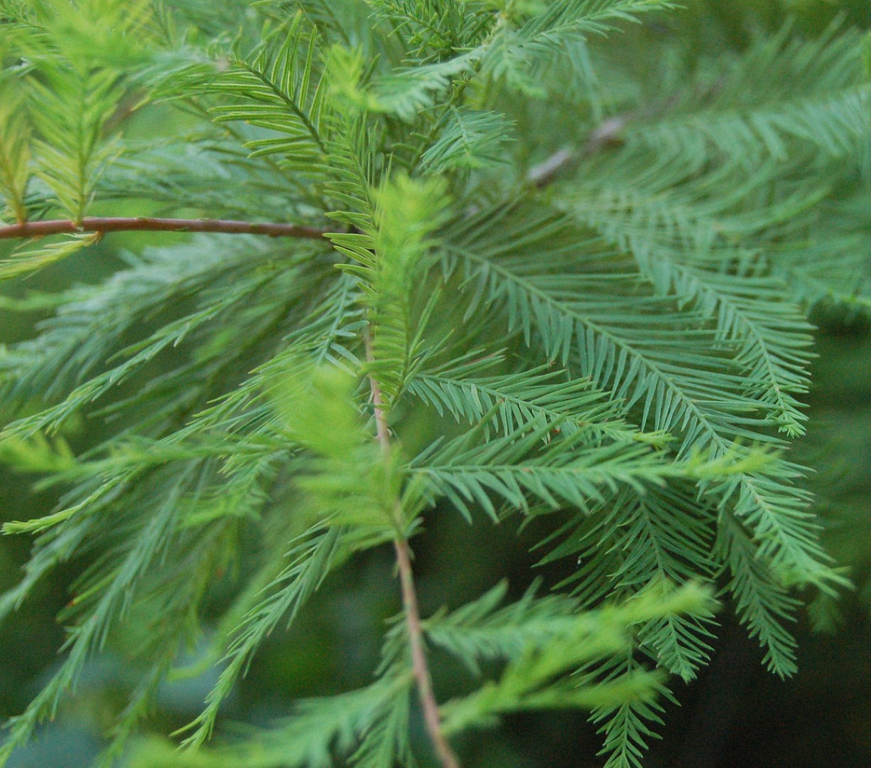 Taxodium distichum - Swamp Cypress