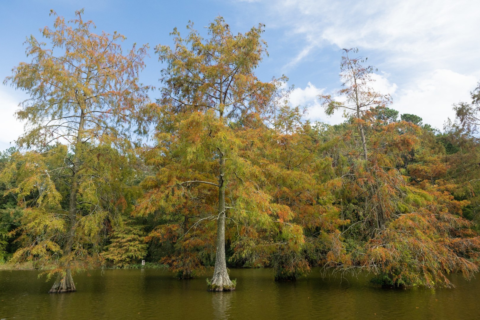 Taxodium distichum - Swamp Cypress