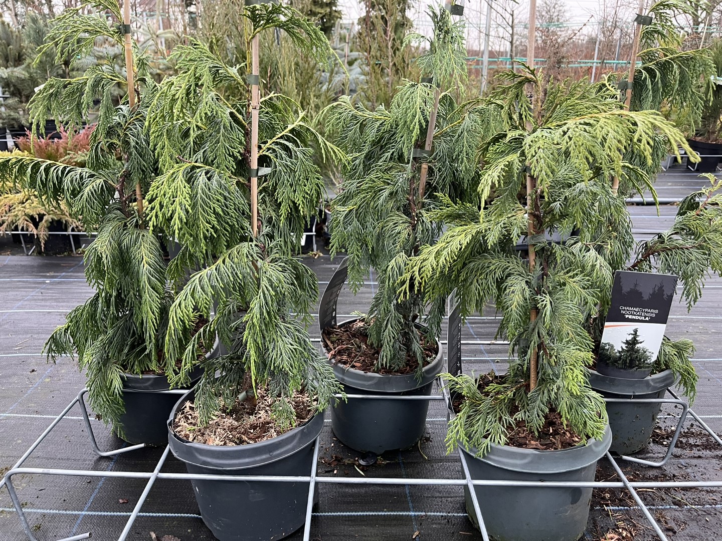 Xanthocyparis nootkatensis Nootka cypress 'Pendula' 40/60cm (3L)