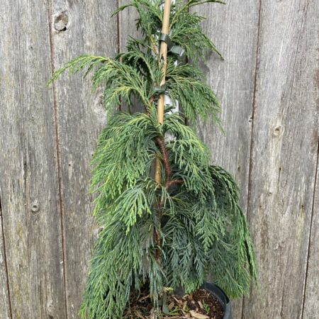 Nootka cypress 'Pendula' 40/60cm (5L)