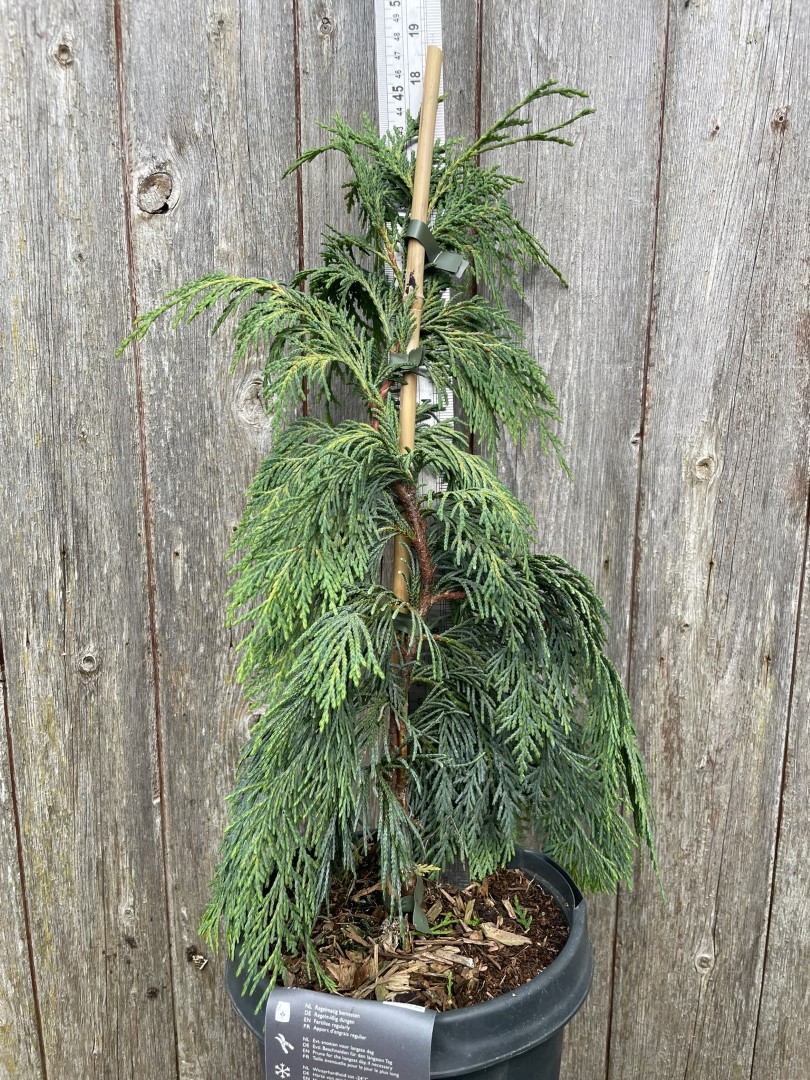 Nootka cypress 'Pendula' 40/60cm (5L)