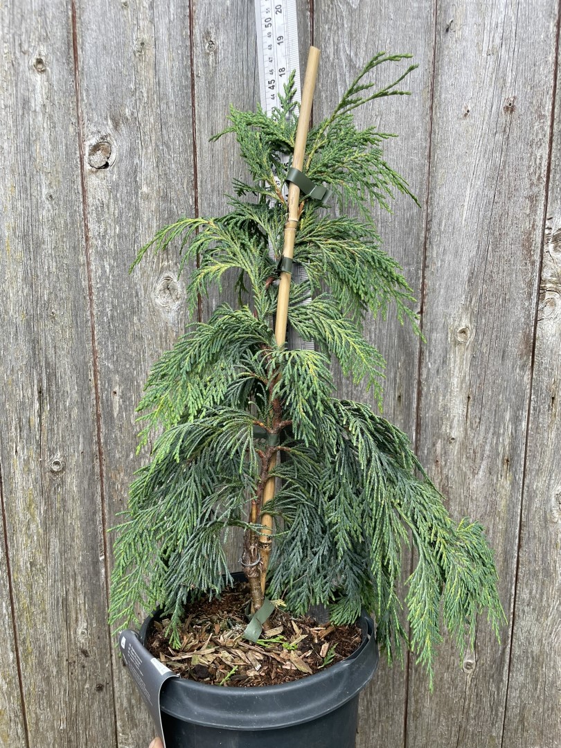 Nootka cypress 'Pendula' 40/60cm (5L) - Image 3