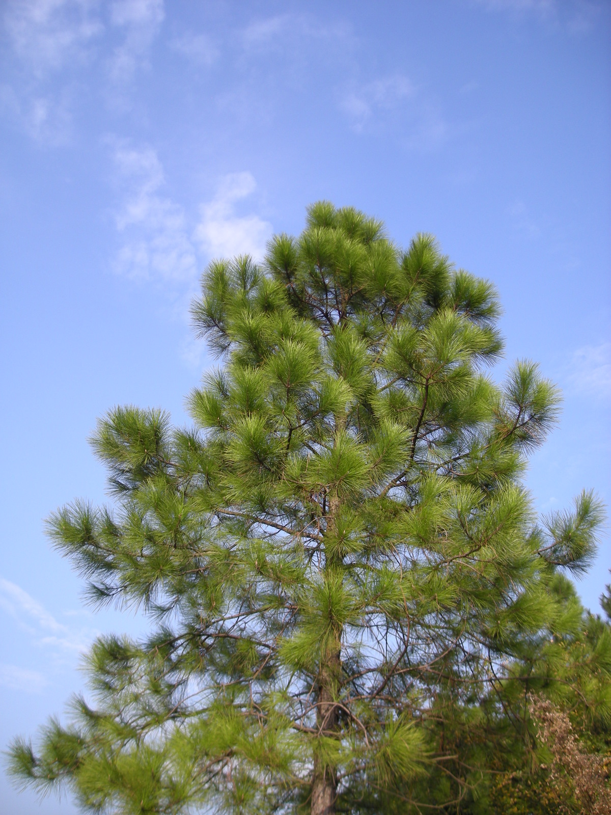 Chinese Red Pine / Masson's Pine 20/40cm (2L) - Image 4