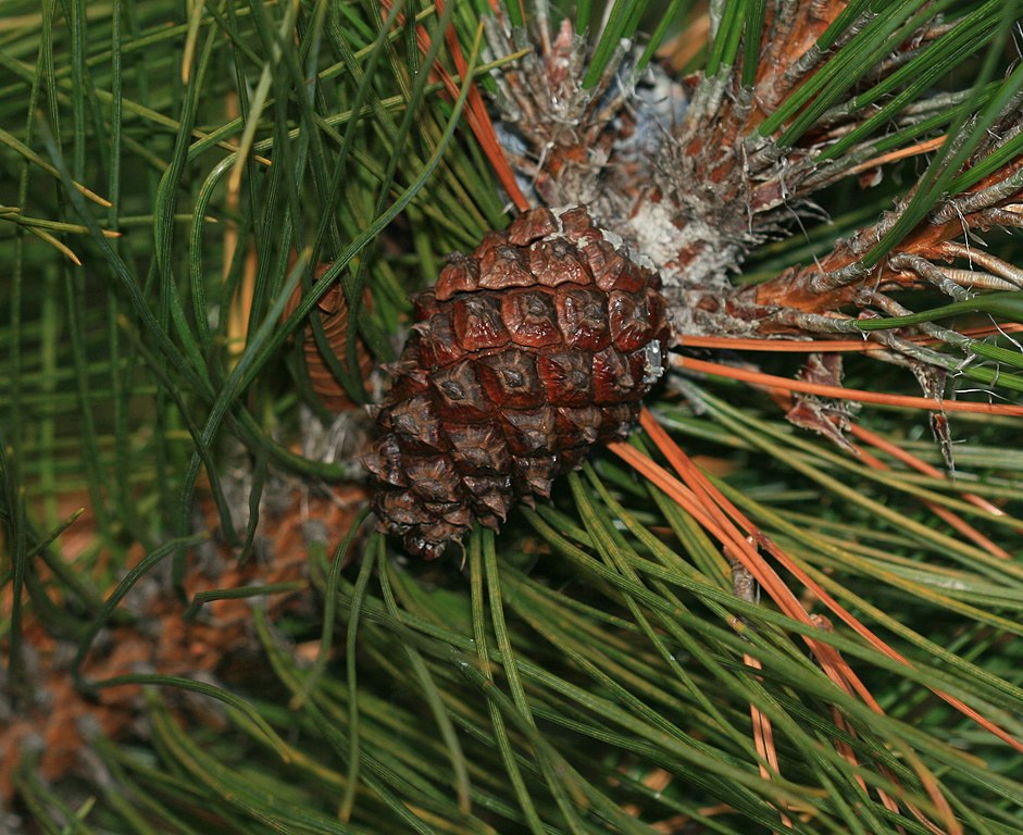 Chinese Red Pine / Masson's Pine 20/40cm (2L) - Image 5