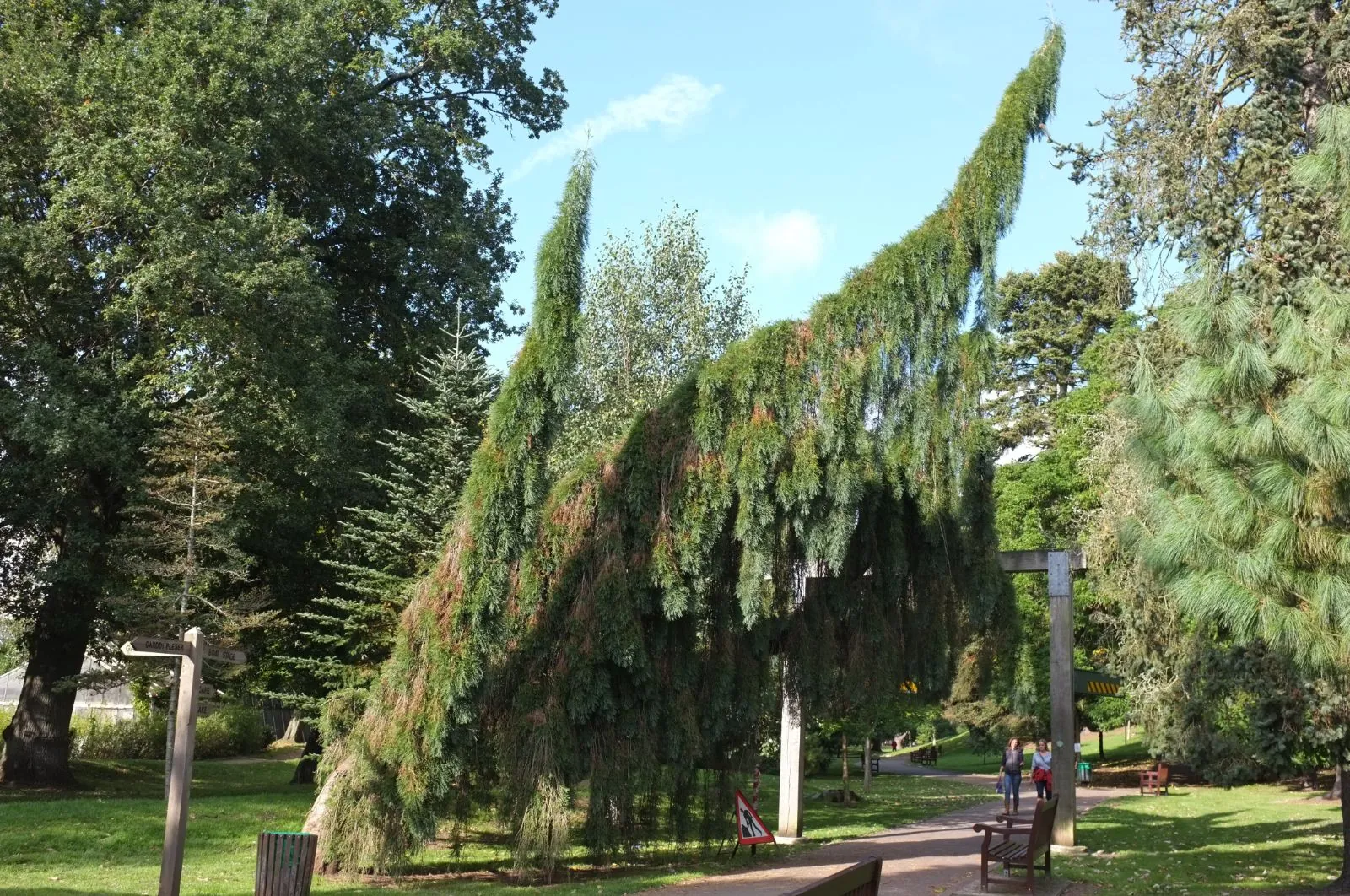 Sequoiadendron giganteum - Giant Redwood 'Pendulum'
