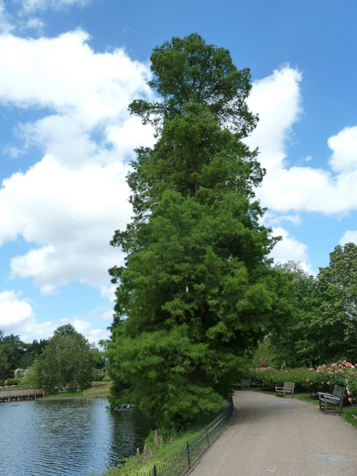 Taxodium distichum - Swamp Cypress
