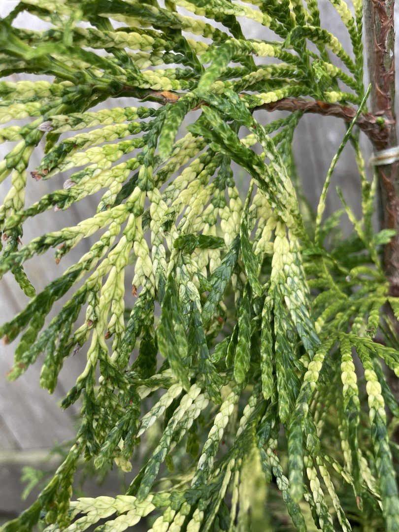 Western Red Cedar 'Zebrina' 60/80cm (3L) - Image 3