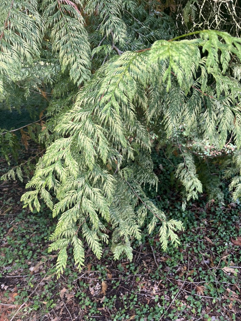 Western Red Cedar 'Zebrina' 60/80cm (3L) - Image 4