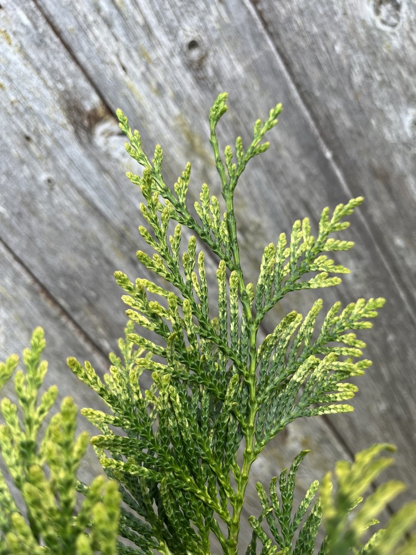 Western Red Cedar 'Zebrina' 60/80cm (3L) - Image 2