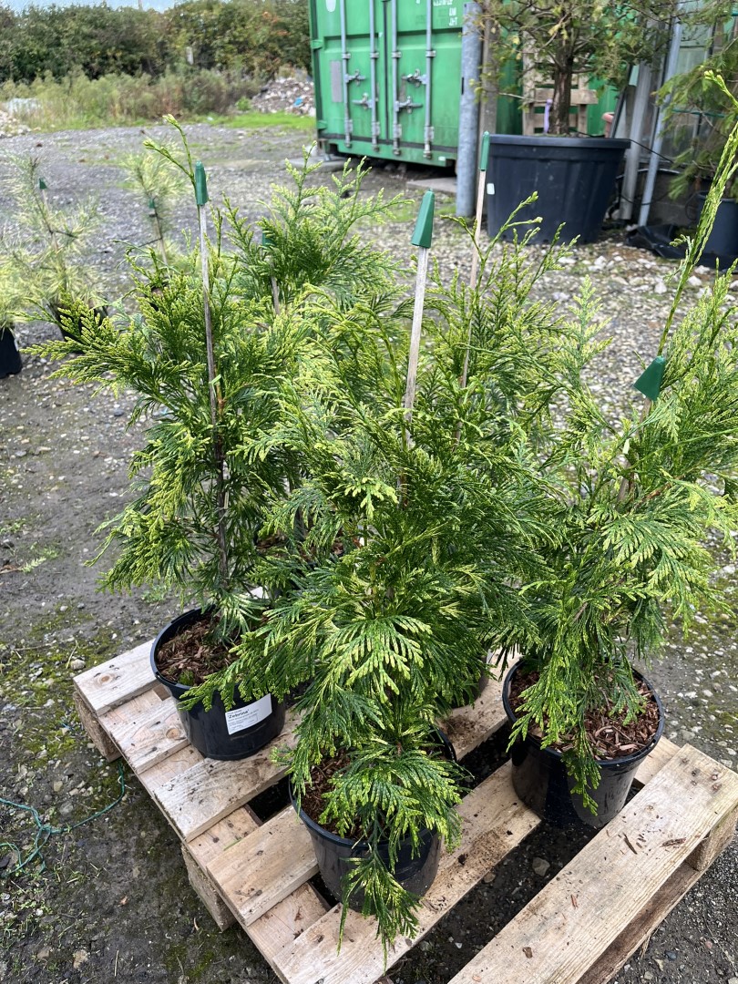 Western Red Cedar 'Zebrina' 60/80cm (3L) - Image 7