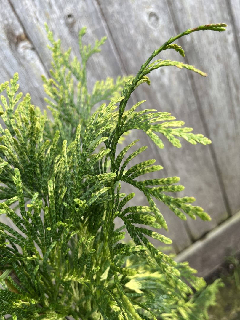Western Red Cedar 'Zebrina' 60/80cm (3L) - Image 5