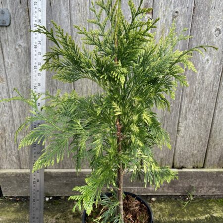 Western Red Cedar 'Zebrina' 60/80cm (3L)
