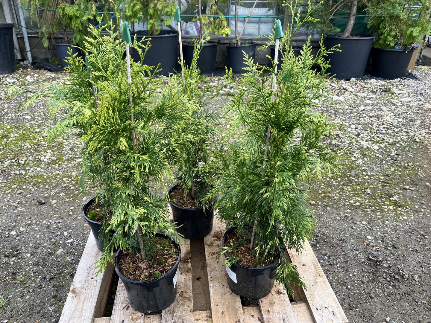 Western Red Cedar 'Zebrina' 60/80cm (3L) - Image 6