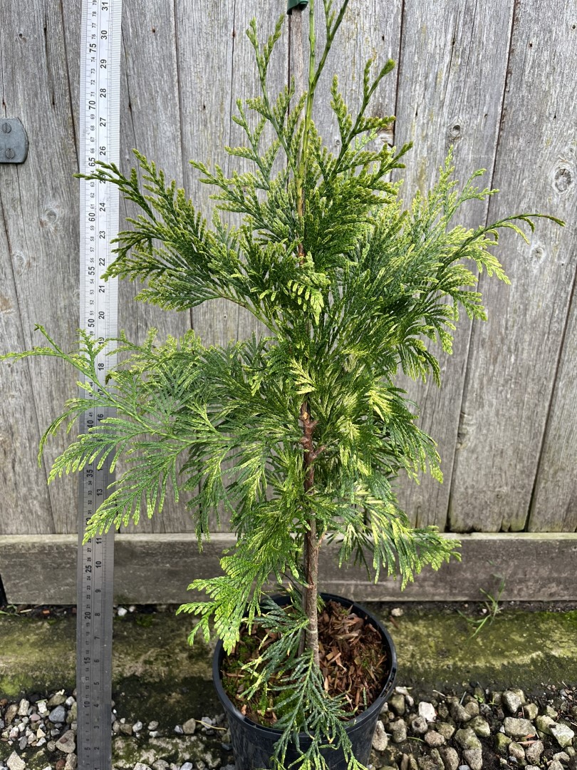 Western Red Cedar 'Zebrina' 60/80cm (3L)