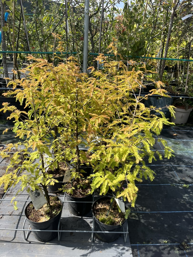 Dawn Redwood 'Daweswood Tawny Fleece' 60/80cm (4L) Metasequoia glyptostroboides