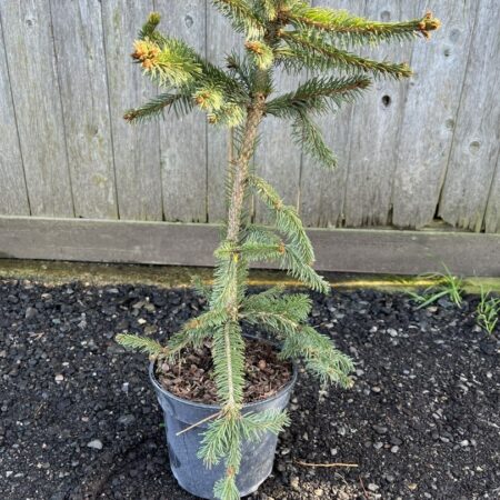 Norway Spruce 'Inversa Pendula' - Picea abies