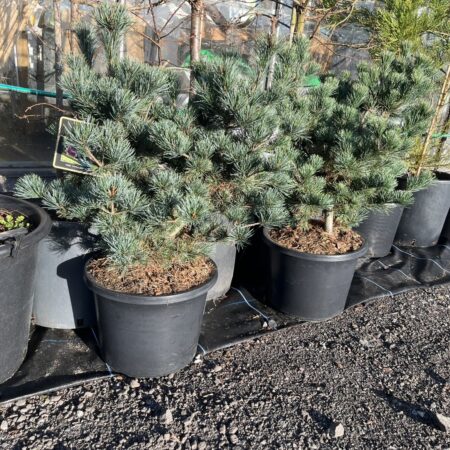 Pinus parviflora - Japanese White Pine 'Negishi' 80-100cm (12L)