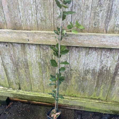 Holm Oak Tree 80/100cm (P9T)