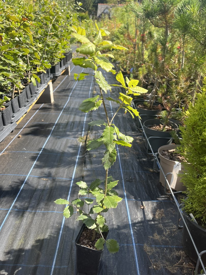 Quercus ilex - Holm Oak Tree