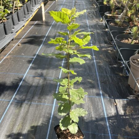 Quercus ilex - Holm Oak Tree