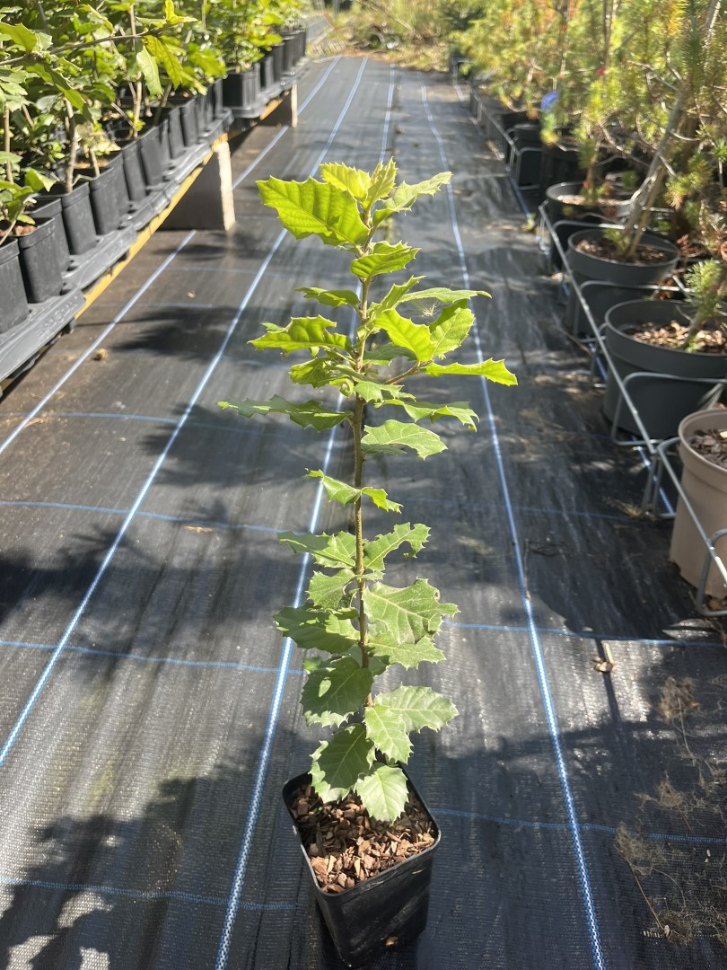 Quercus ilex - Holm Oak Tree