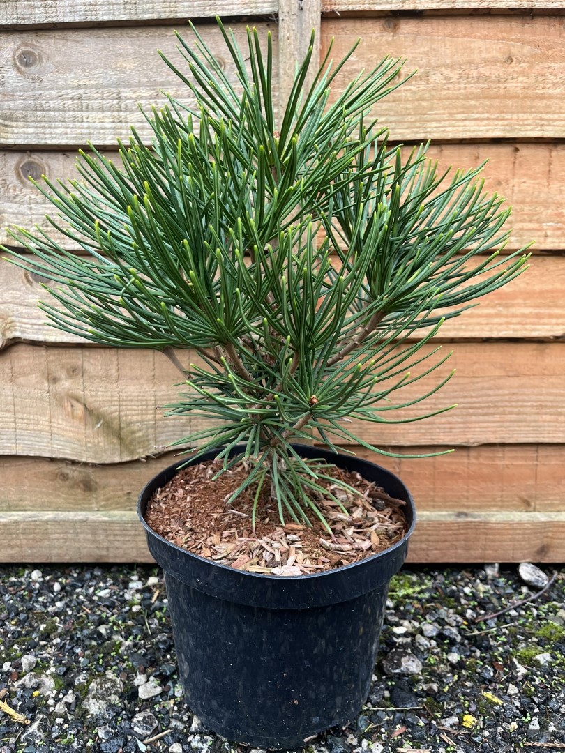 Sciadopitys verticillata - Umbrella Pine
