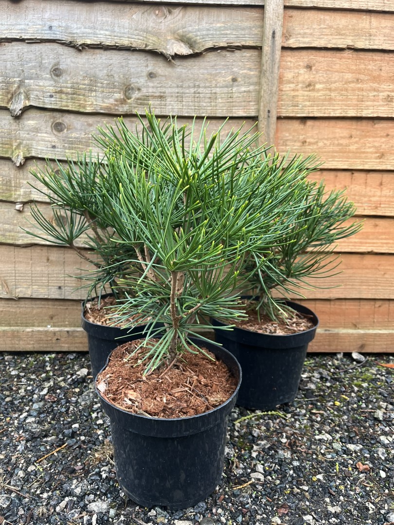 Sciadopitys verticillata - Umbrella Pine