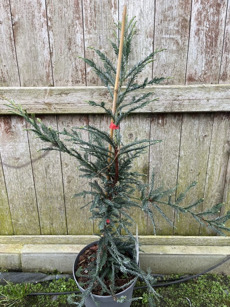 Sequoia sempervirens -Coast Redwood - Adpressa