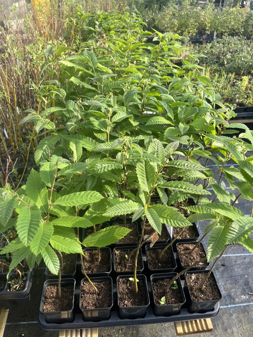 Sweet Chestnut - Castanea sativa