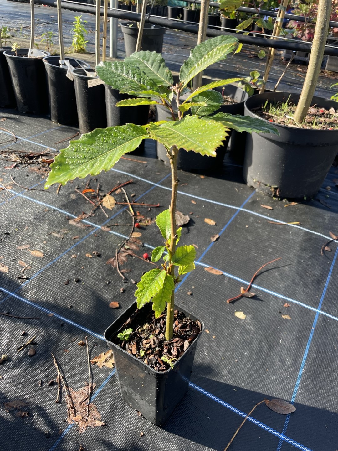 Sweet Chestnut Tree 40/60cm (P9T)