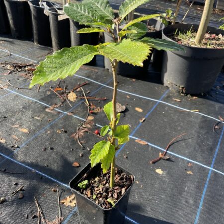 Sweet Chestnut Tree 20/40cm (P9T)