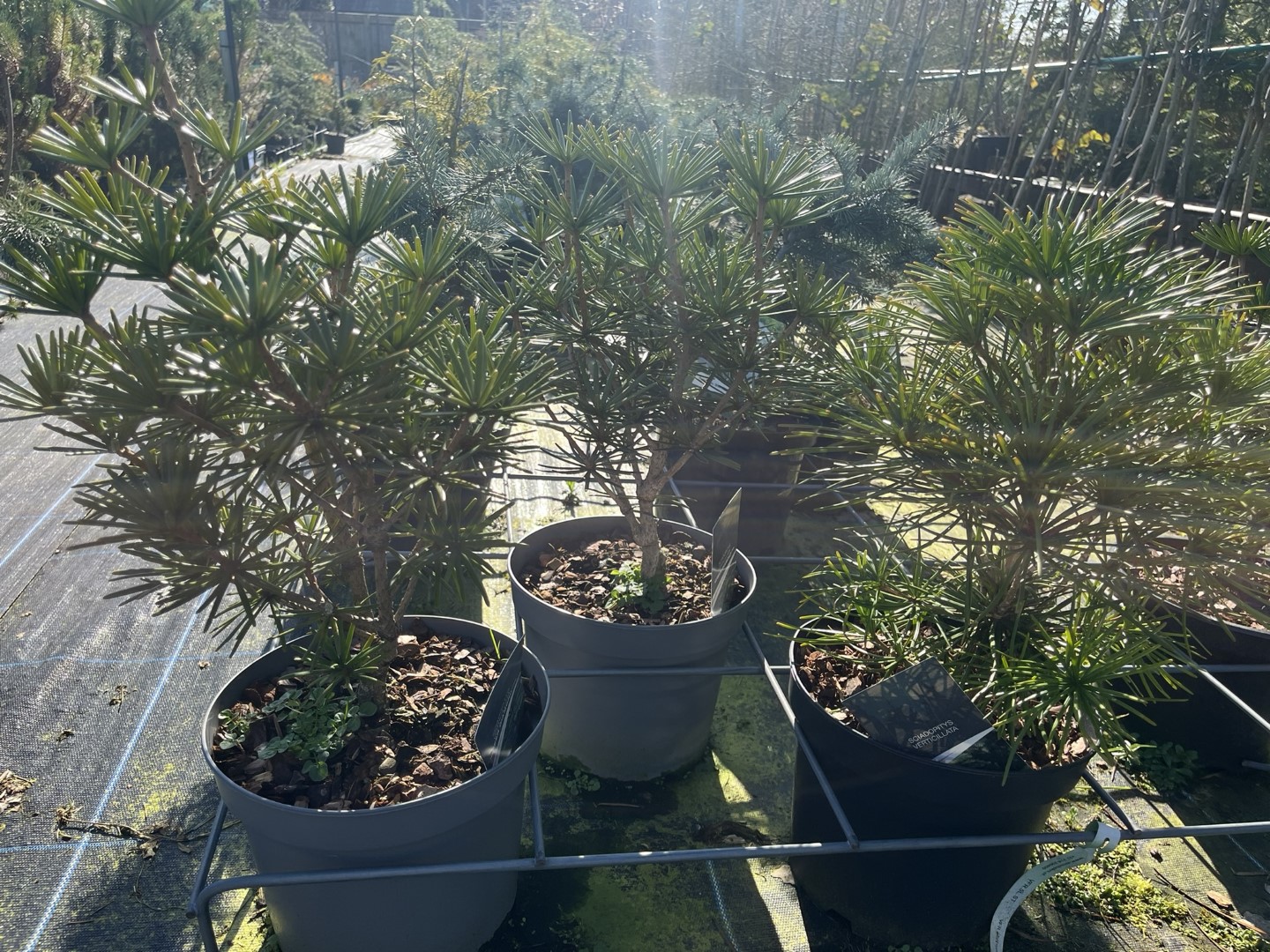 Umbrella Pine 20/40cm (5L)