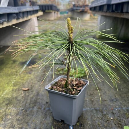 Pinus griffithii syn. wallichiana - Bhutan Pine 10/20cm (P9)