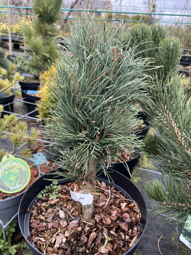 Pinus sylvestris - Scots pine 'Fastigiata'
